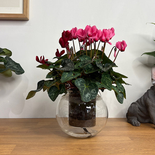 Cyclamen Pink and Red in Medium Self Watering Glass Pot