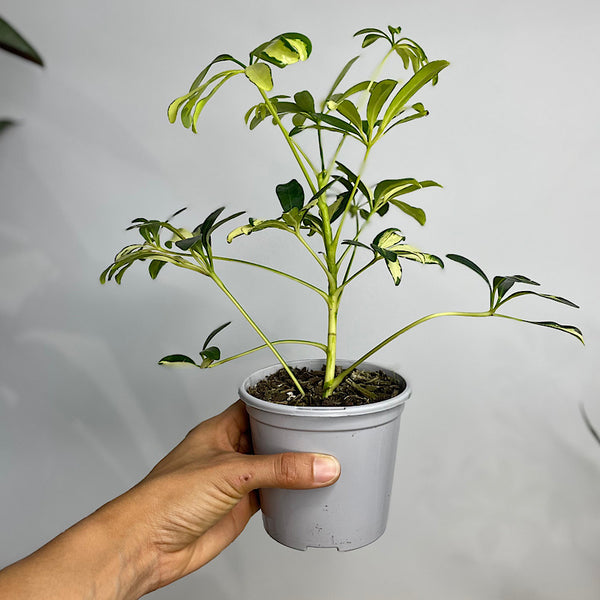 Schefflera Arboricola Umbrella Tree Variegata 105mm