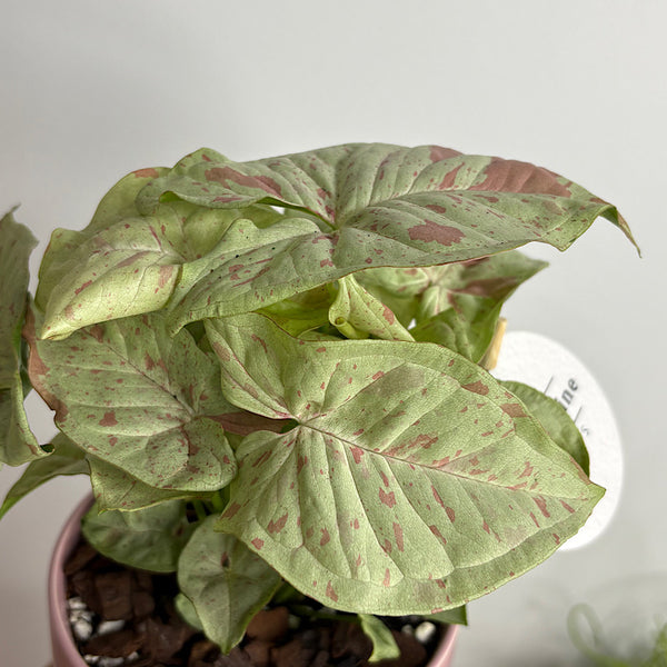 Syngonium Confetti in Small Oslo Pot Mallow
