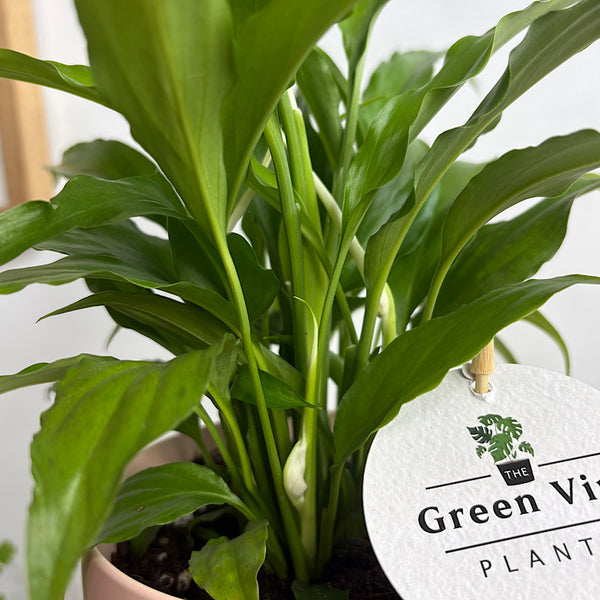 Peace Lily in Small Oslo Pot Peach