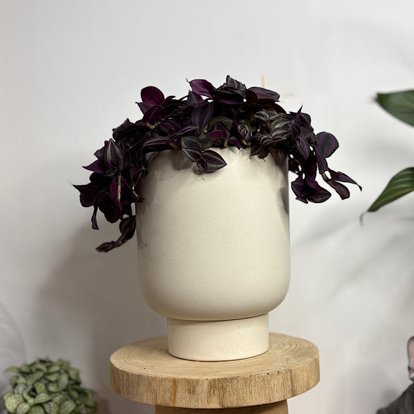 Tradescantia Zebrina Spiderwort in Large Comet Planter Oatmeal