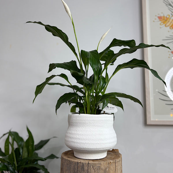 Peace Lily in Landon Pot White