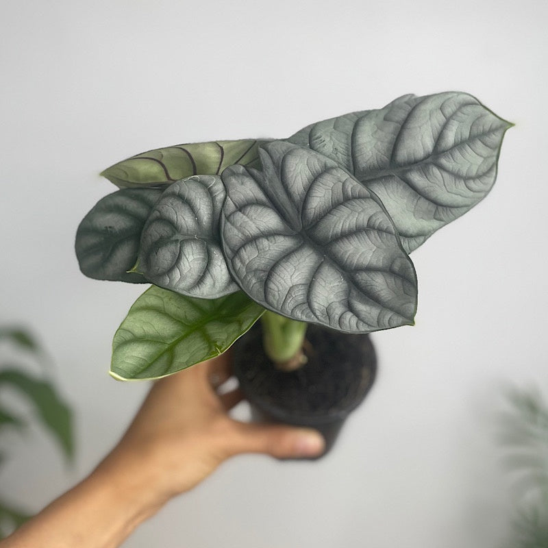Alocasia Silver Dragon 90mm