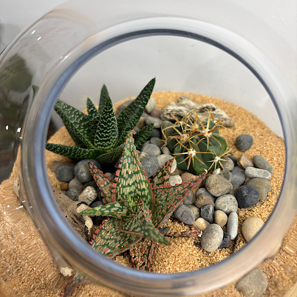 Open Cut Orb Succulent Terrarium Medium