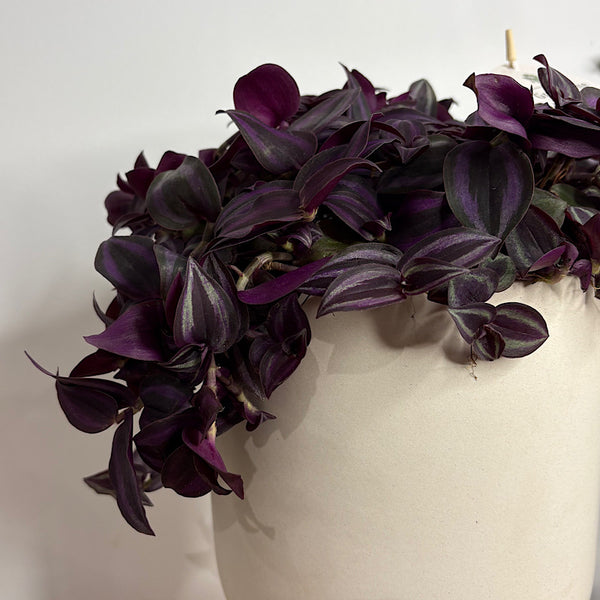 Tradescantia Zebrina Spiderwort in Large Comet Planter Oatmeal