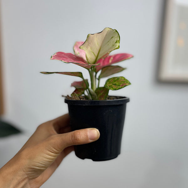 Aglaonema 90mm