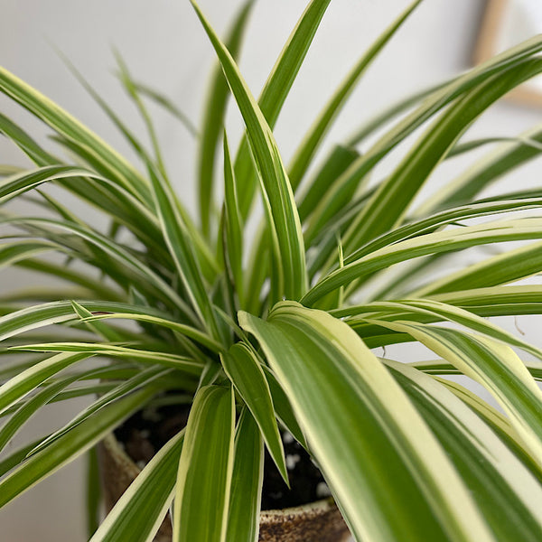 Spider Plant in Large Gerti Speckle Pot