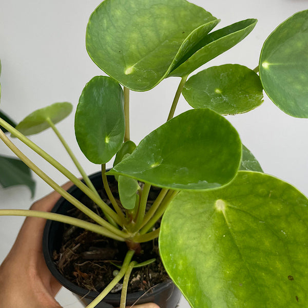 Pilea Peperomioides Chinese Money Plant 100mm