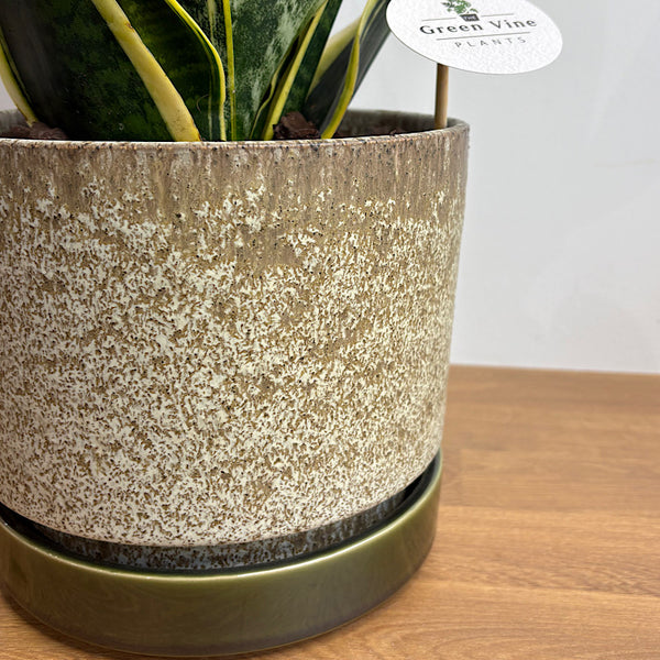 Superba Snake Plant in Large Pollock Pot Limestone