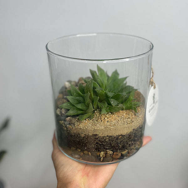 Cylinder Open Terrarium with Haworthia #3003