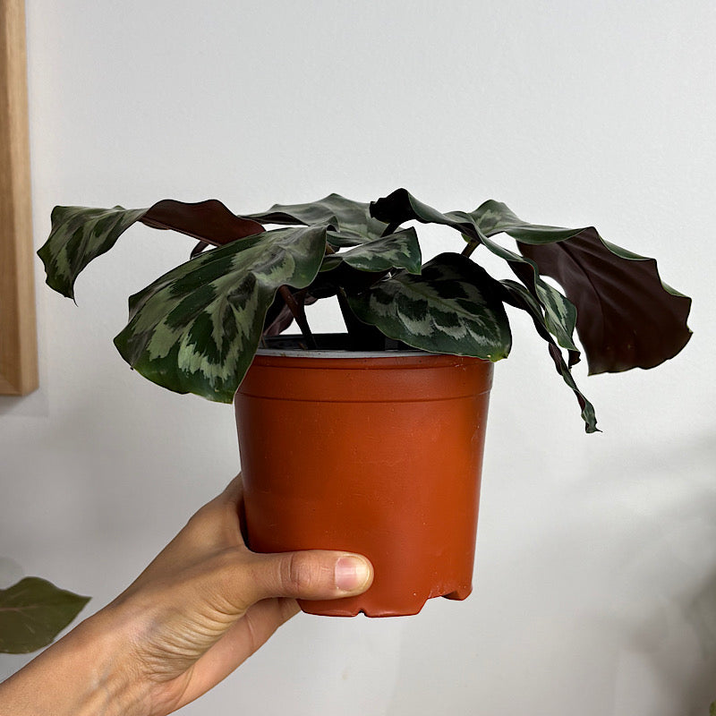 Calathea Helen Kennedy 130mm – The Green Vine Plants