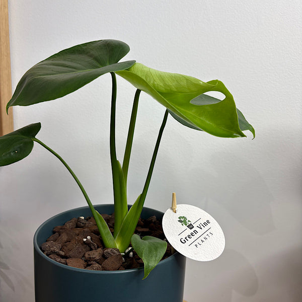Monstera Deliciosa in Medium Oslo Pot Navy