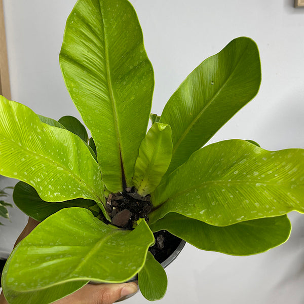 Asplenium Australasicum Birds Nest Fern 140mm