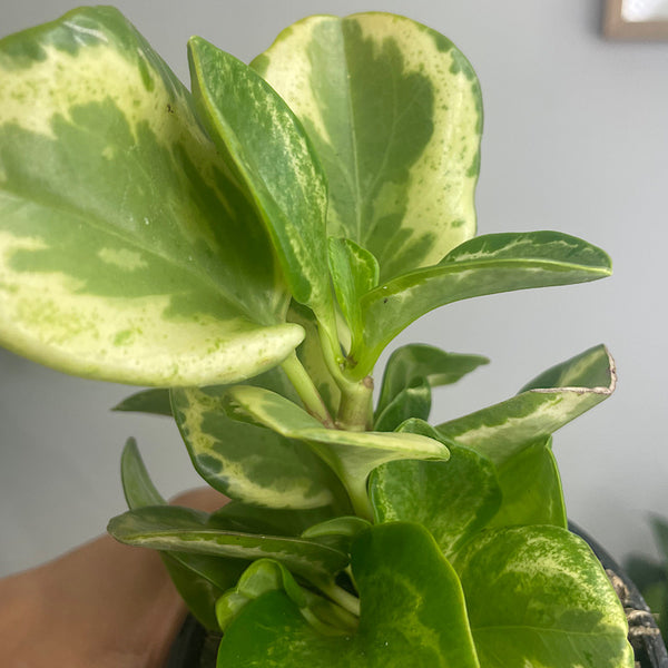 Peperomia Obtusifolia Speckled Marble 100mm