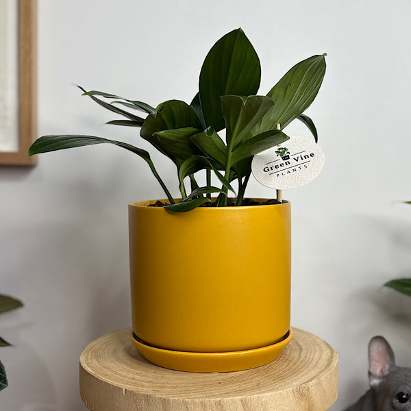 Epipremnum Pinnatum Dragons Tail in Medium Oslo Pot Tobacco