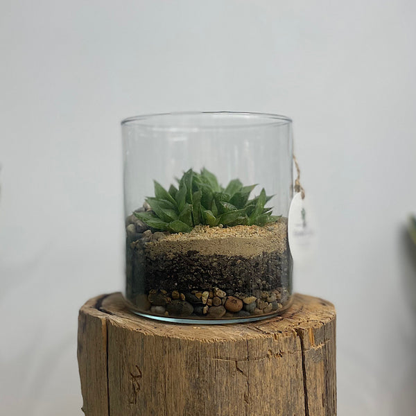Cylinder Open Terrarium with Haworthia #3003