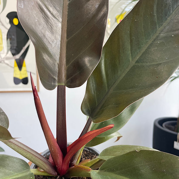 Philodendron Imperial Orange Mutant 130mm