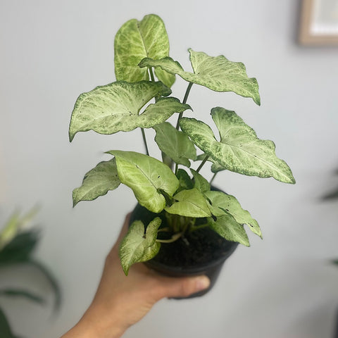 Syngonium Podophyllum White Butterfly 120mm