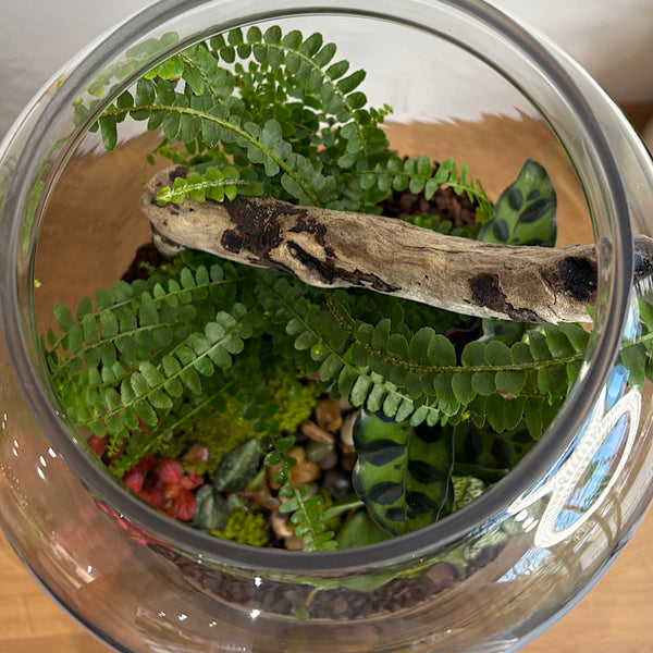 X-Large Globe Terrarium with Lush Forest #0409
