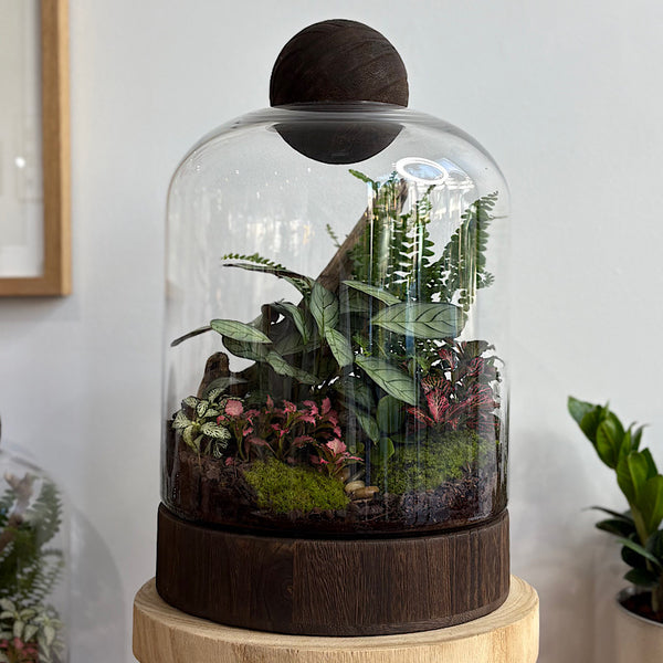 X-Large Helga Terrarium with Lush Forrest with Timber Base and Ball #0709