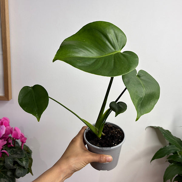 Monstera  Deliciosa 105mm