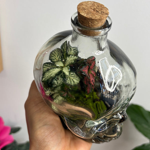 Fittonia, Ficus and Moss Small Skull Bottle Terrarium