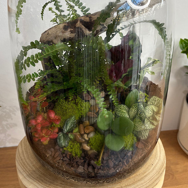X-Large Globe Terrarium with Lush Forest #0409