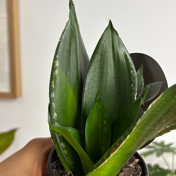 Sansevieria Whitney Hahnii Snake Plant 80mm