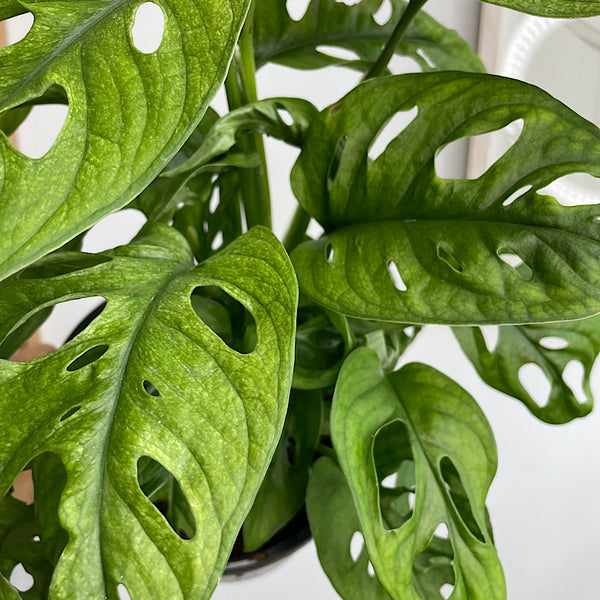 Monstera Monkey Mask 170mm