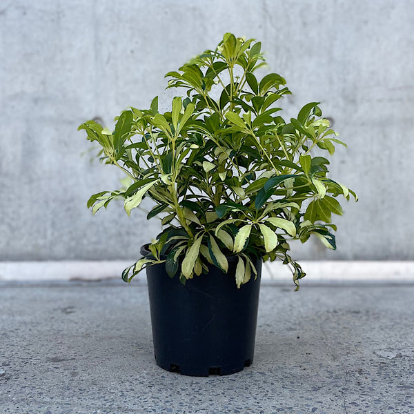 Schefflera Madam De Smet Dwarf Umbrella 200mm