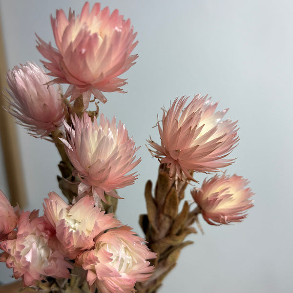 Dried Heath Aster Two Tone Pink