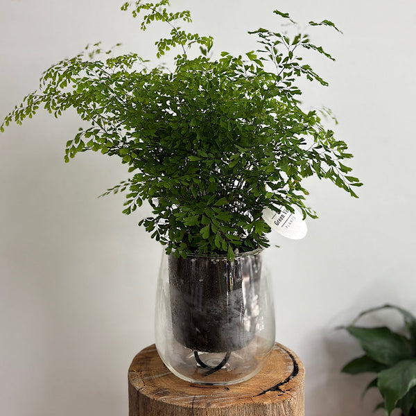 Maidenhair Fern in Large Self Watering Glass Pot