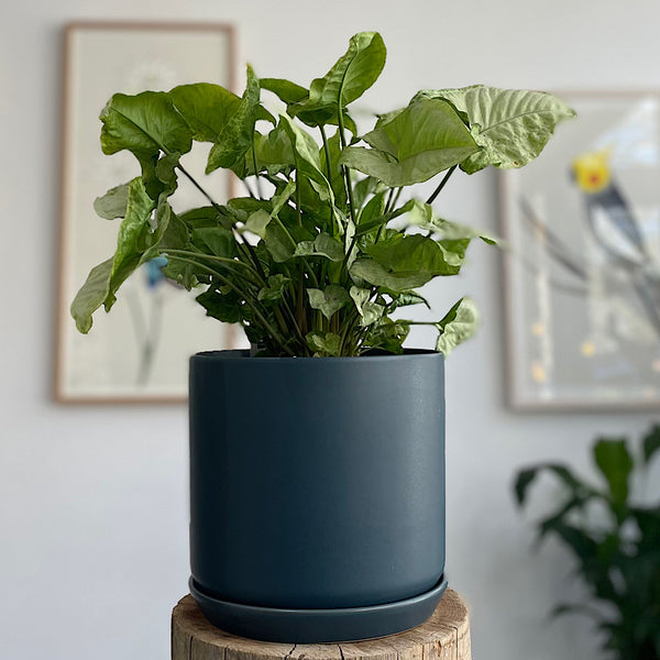 Syngonium in Large Oslo Pot Navy