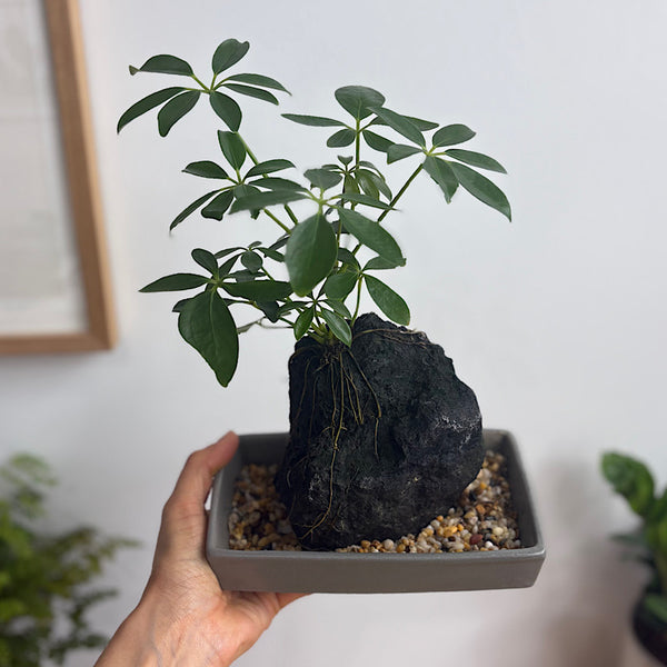 Schefflera Life on the Rocks in Charcoal Pot