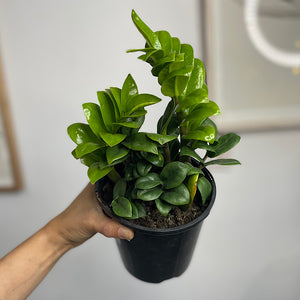 Zamioculcas Zenzi Dwarf Zanzibar Gem 140mm