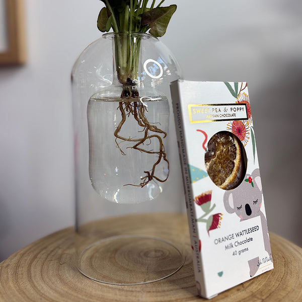 Glass Syngonium & Chocolate Gift Box  - Same Day Local Delivery for Canberra