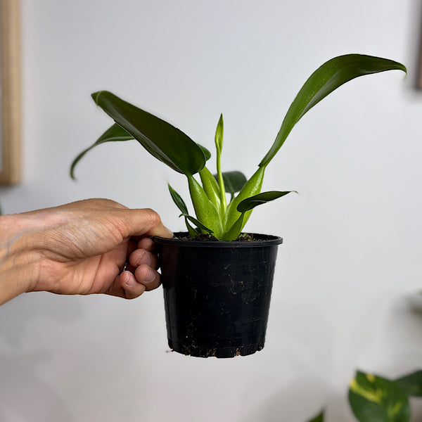 Philodendron Fat Boy Martianum 100mm