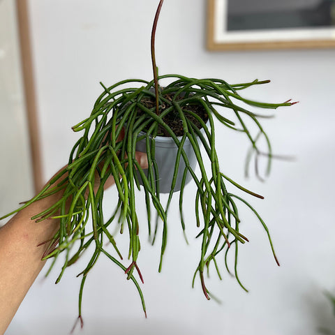 Rhipsalis Red Coral 105mm