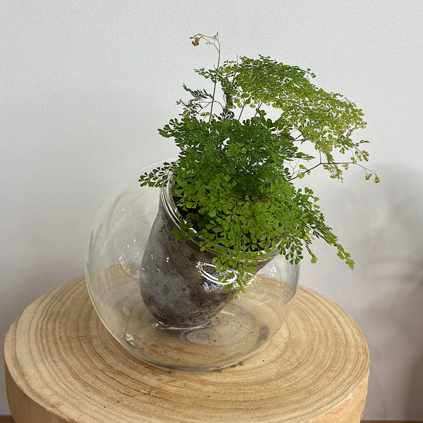 Maidenhair Charlotte Fern in Tilted Self Watering Glass Po