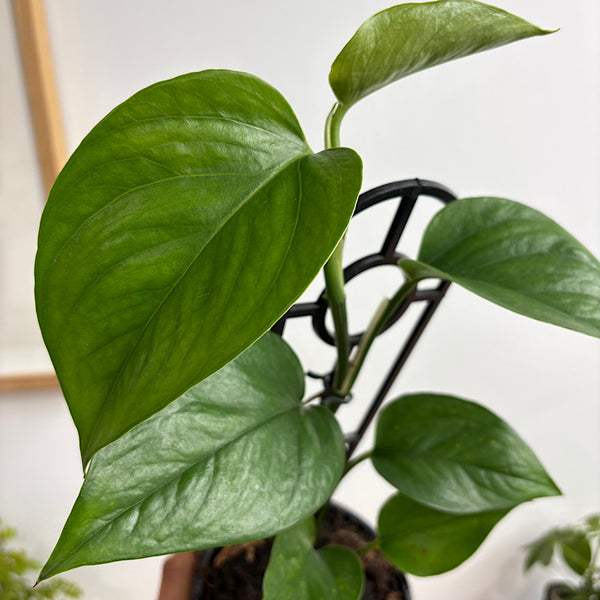 Epipremnum Aureum Green Dragon 130mm