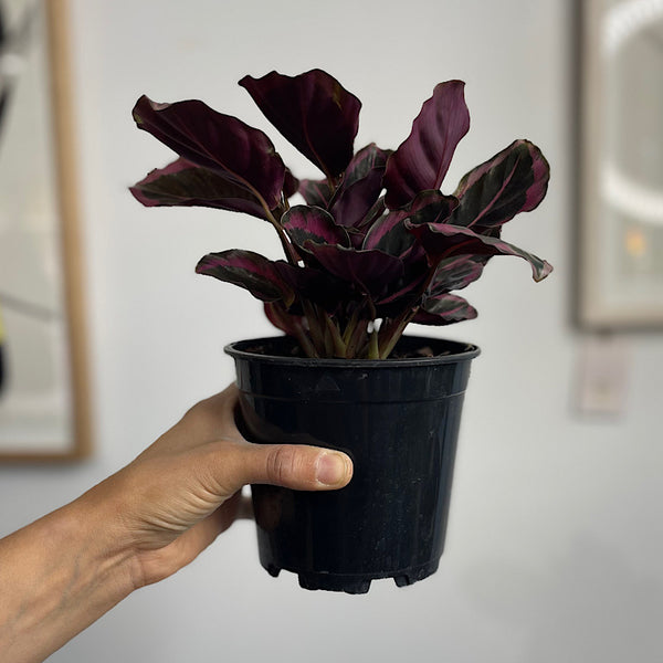 Calathea Red Mojo 130mm