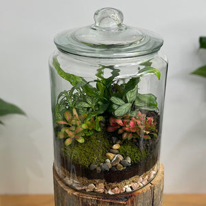 Ferns, Ctenanthe & Fittonia Glass Jar X-Large Terrarium #2812