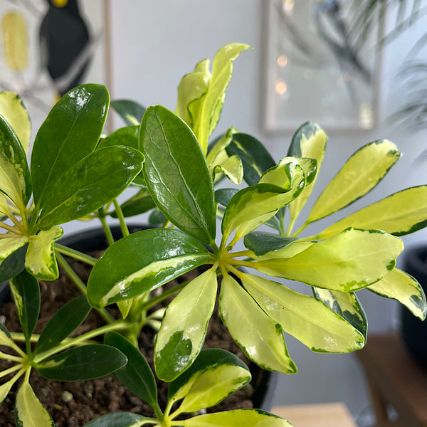 Schefflera Madam De Smet Dwarf Umbrella 130mm