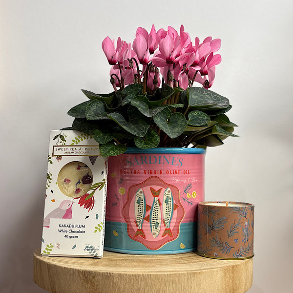 Fun Flowering Plant Gift Box - Same Day Local Delivery for Canberra