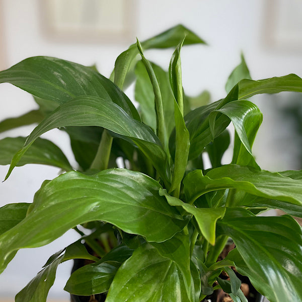 Peace Lily in Medium Athens Pot Black