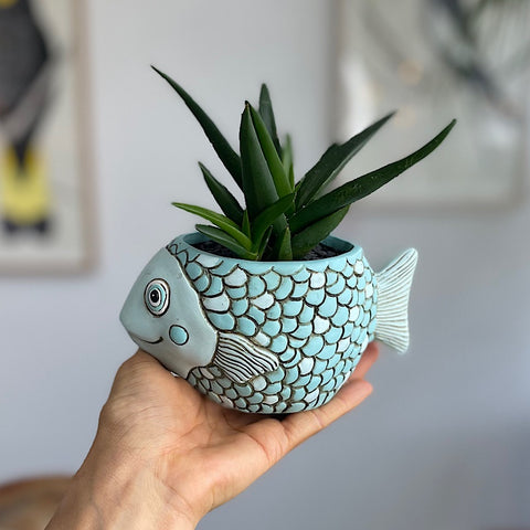 Aloe in Baby Fish Pot Blue