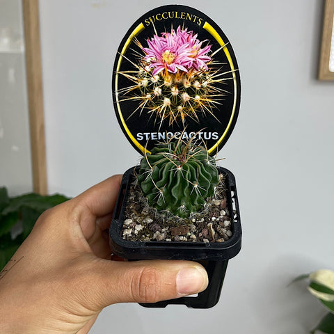 Stenocactus 65mm