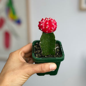 Grafted Cactus 65mm