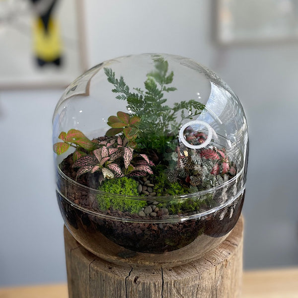 Enclosed Squat Dome Terrarium #0508