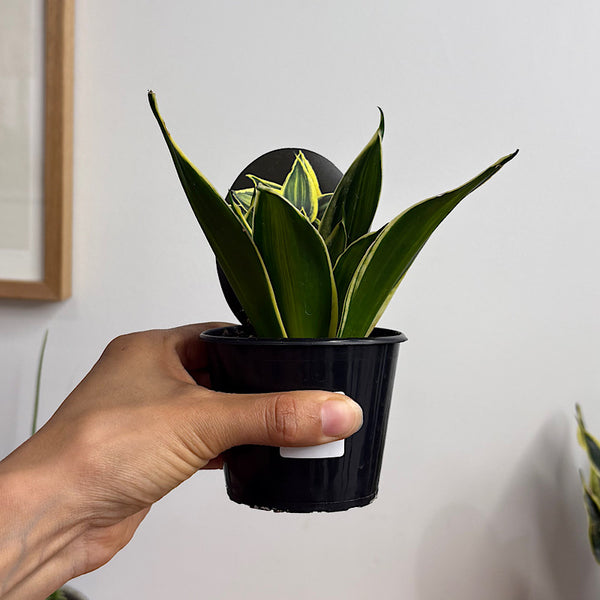 Sansevieria Gold Lime Hahnii Snake Plant 80mm